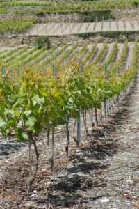 Attaches Cave Eddy Dumoulin