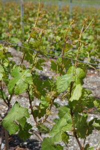 Attaches Cave Eddy Dumoulin