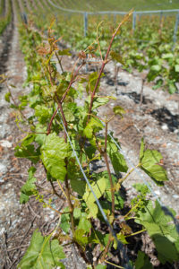 Attaches Cave Eddy Dumoulin