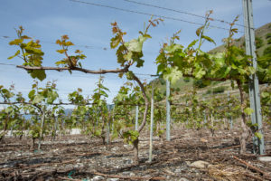 Ebourgeonnage Cave Eddy Dumoulin