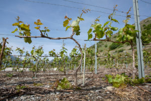 Ebourgeonnage Cave Eddy Dumoulin