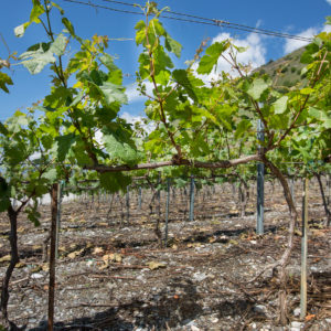 Effeuilles Cave Eddy Dumoulin