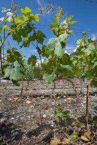 Effeuilles Cave Eddy Dumoulin