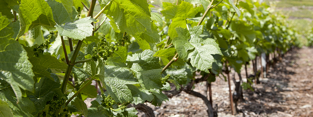 Accueil Accueil Cave Eddy Dumoulin