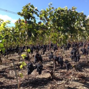 Vendages Cave Eddy Dumoulin